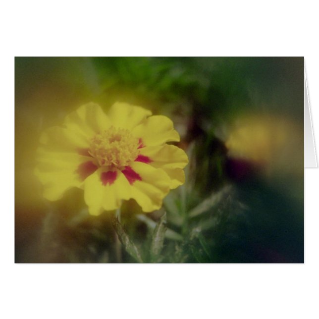 goudbloesem (Voorkant Horizontaal)