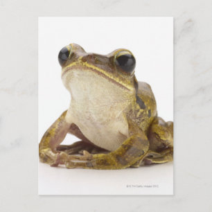 Goudboomkikker Briefkaart