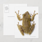 Goudboomkikker Briefkaart (Voorkant / Achterkant)