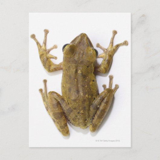 Goudboomkikker Briefkaart (Voorkant)
