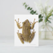 Goudboomkikker Briefkaart (Staand voorkant)