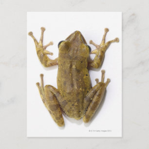 Goudboomkikker Briefkaart