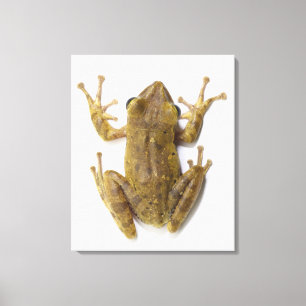 Goudboomkikker Canvas Afdruk