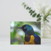 Goudborstelvogel Briefkaart (Staand voorkant)