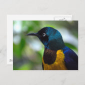 Goudborstelvogel Briefkaart (Voorkant / Achterkant)