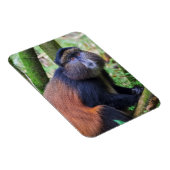 Gouden aap, Rwanda Magneet (Rechterzijde)