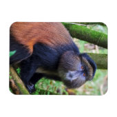 Gouden aap, Rwanda Magneet (Horizontaal)