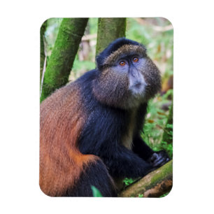 Gouden aap, Rwanda Magneet