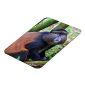 Gouden aap, Rwanda Magneet (Linkerzijde)