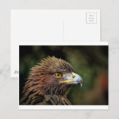 gouden arend briefkaart (Voorkant / Achterkant)