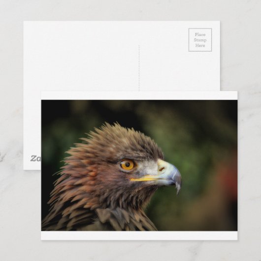 gouden arend briefkaart (Voorkant / Achterkant)