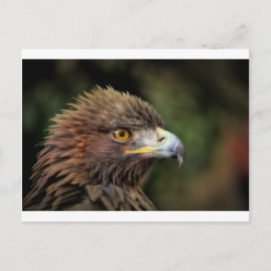 gouden arend briefkaart