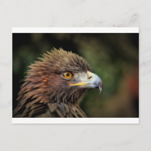 gouden arend briefkaart (Voorkant)