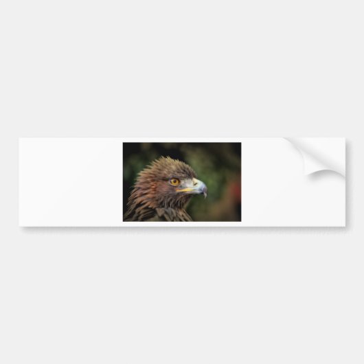 gouden arend bumpersticker (Voorkant)