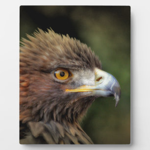 gouden arend fotoplaat