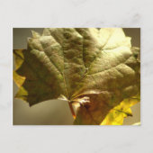 Gouden Blad Foto Op Briefkaart (Voorkant)