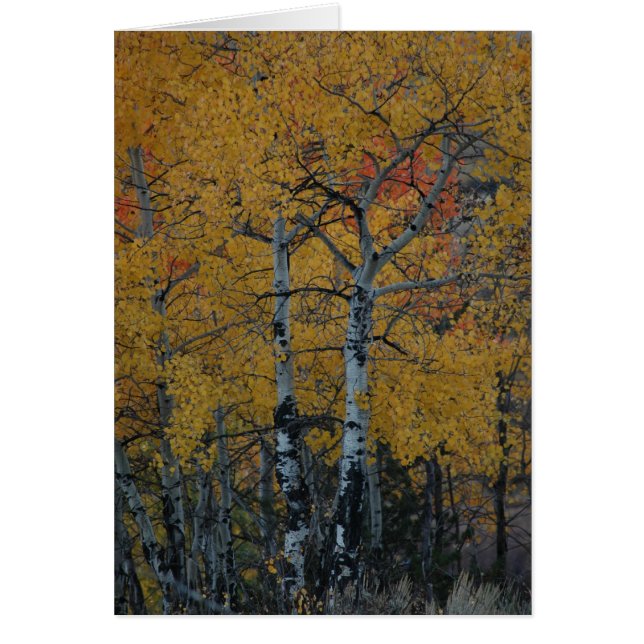 Gouden bladeren van de Aspen (Voorkant)