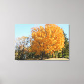 Gouden boom in de herfst canvas afdruk (Voorkant)