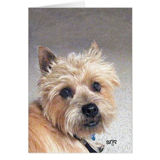 Gouden Cairn Terrier (Voorkant)