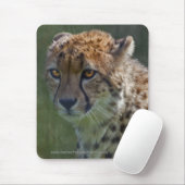 Gouden Cheetah Muismat (Met muis)