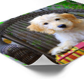 Gouden Doodle Puppy Poster (Hoek)