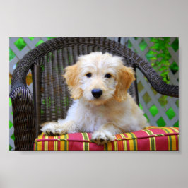 Gouden Doodle Puppy Poster