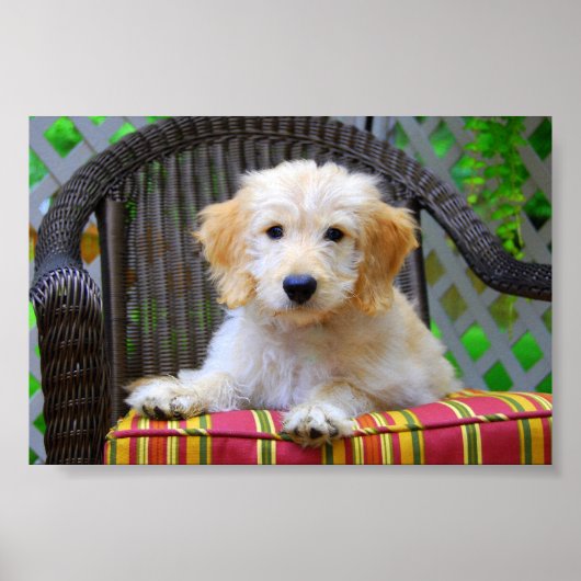 Gouden Doodle Puppy Poster (Voorkant)