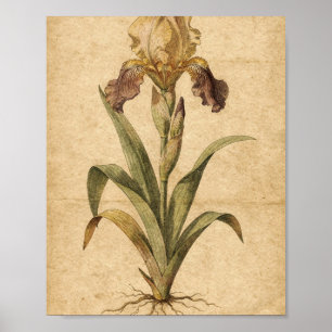 Gouden en Pruim Iris Botanische Kunst Poster