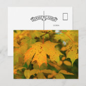 Gouden esdoornblad close-up briefkaart (Voorkant / Achterkant)