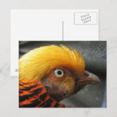 Gouden Fazant Ansichtkaart Briefkaart (Voorkant / Achterkant)
