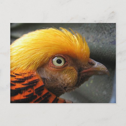 Gouden Fazant Ansichtkaart Briefkaart (Voorkant)