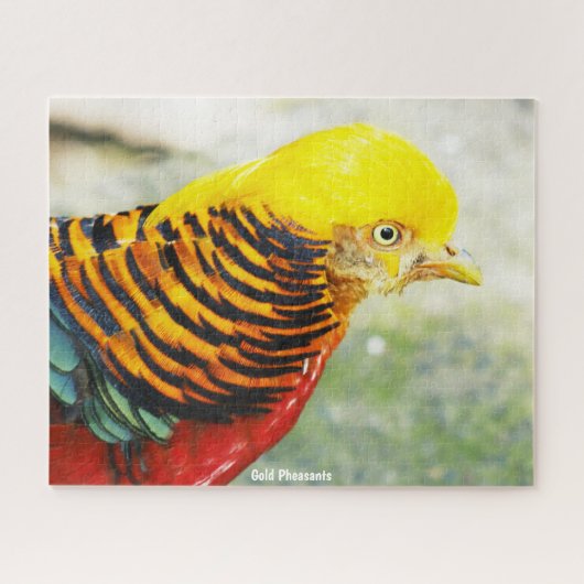 Gouden Fazant Legpuzzel (Horizontaal)