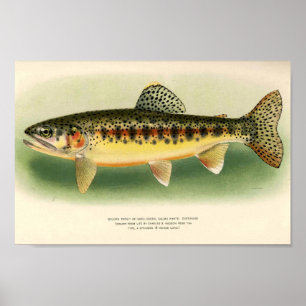 gouden forel poster