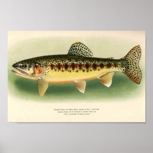  gouden forel poster (Voorkant)