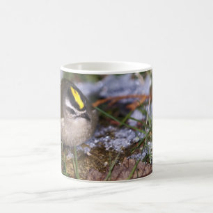 Gouden-gekroonde Kinglet Mokken