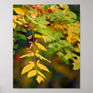 Gouden gele en groene herfstbladeren aan een tak poster