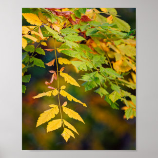 Gouden gele en groene herfstbladeren aan een tak poster