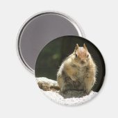 Gouden gemantelde grondeekhoorn magneet (Voorkant / Achterkant)