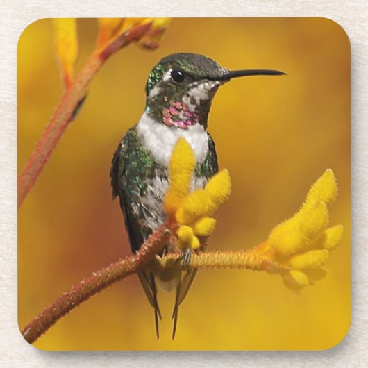 Gouden Gloed Bier Onderzetter (Voorkant)