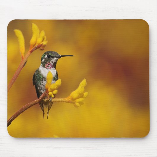 Gouden Gloed Muismat (Voorkant)