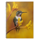 Gouden Gloed Notitieboek (Voorkant)