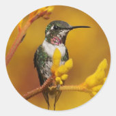 Gouden Gloed Ronde Sticker (Voorkant)