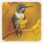 gouden gloed vierkante sticker (Voorkant)