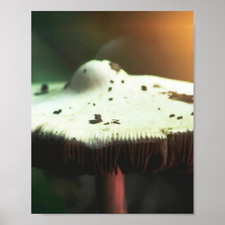 Gouden Gloeiende Paddenstoel Poster