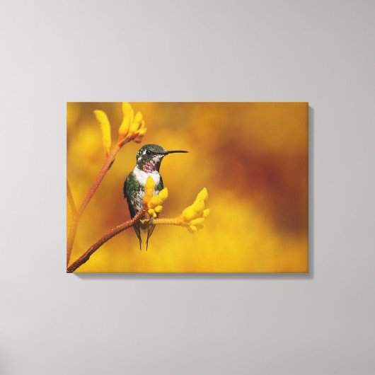 Gouden Glow Stretch Canvas Print (Voorkant)