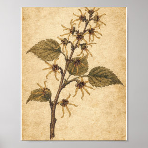 Gouden Heksenhazelaar Tak Botanische Poster