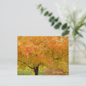 Gouden Herfst Bomen Ansichtkaart Briefkaart (Staand voorkant)