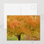 Gouden Herfst Bomen Ansichtkaart Briefkaart (Voorkant / Achterkant)