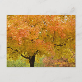 Gouden Herfst Bomen Ansichtkaart Briefkaart
