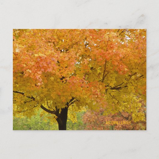Gouden Herfst Bomen Ansichtkaart Briefkaart (Voorkant)